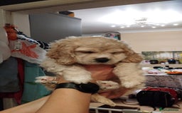 Mixed Breed dogs for sale: CavalierxCocker Spaniel Puppies -Both Parents Here - Image 12