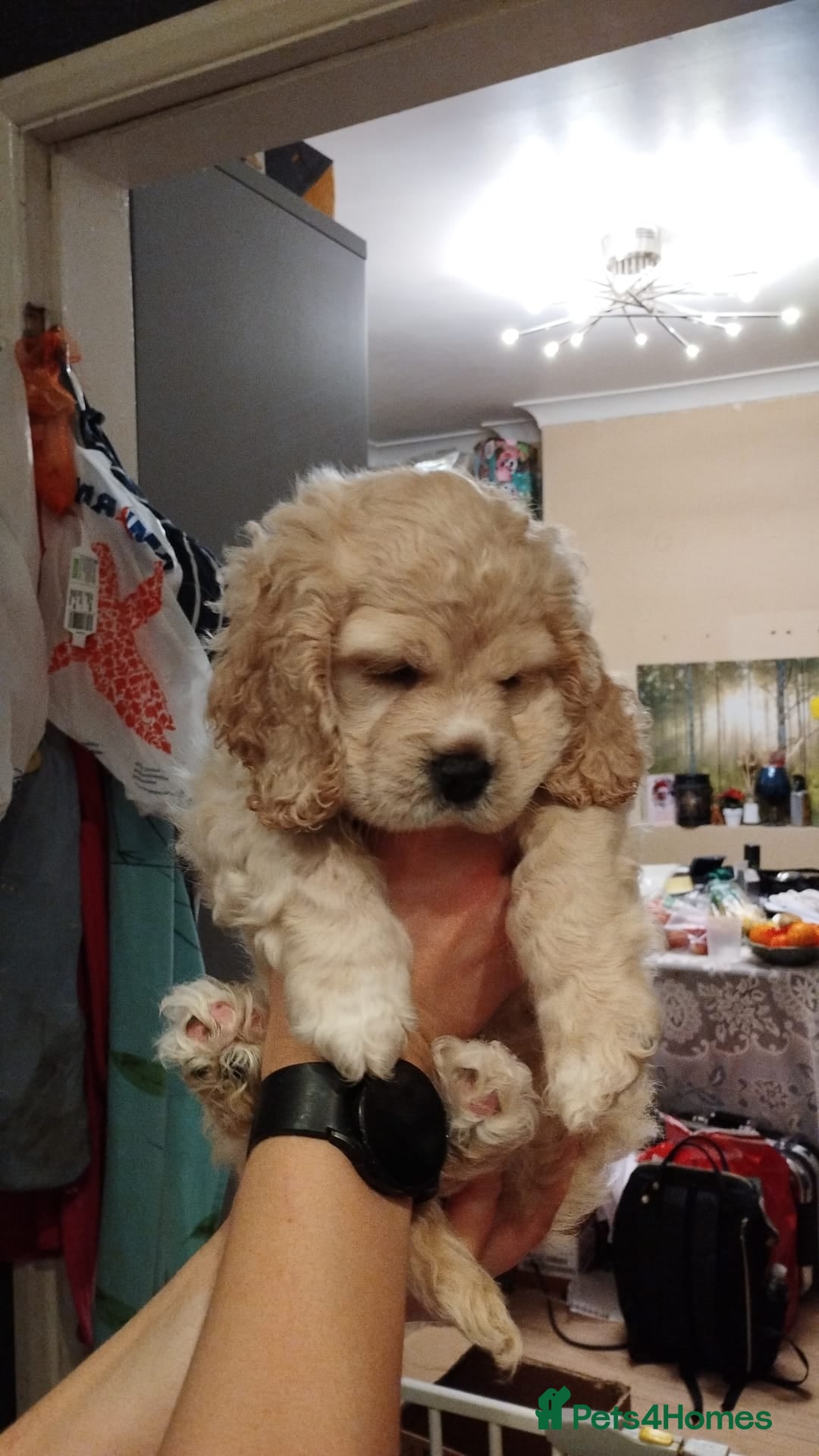 Mixed Breed dogs for sale: CavalierxCocker Spaniel Puppies -Both Parents Here - Image 12
