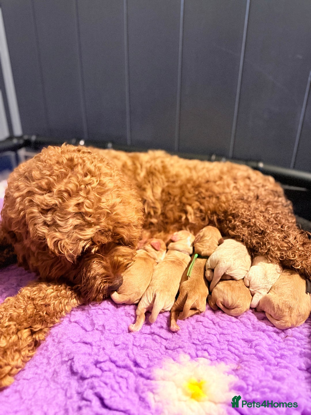 Australian Labradoodle dogs for sale: Multigen Australian Labradoodle Puppies Available! - Advert 12