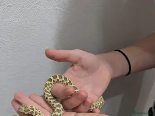 Snake reptiles Hognose snake - Advert 1