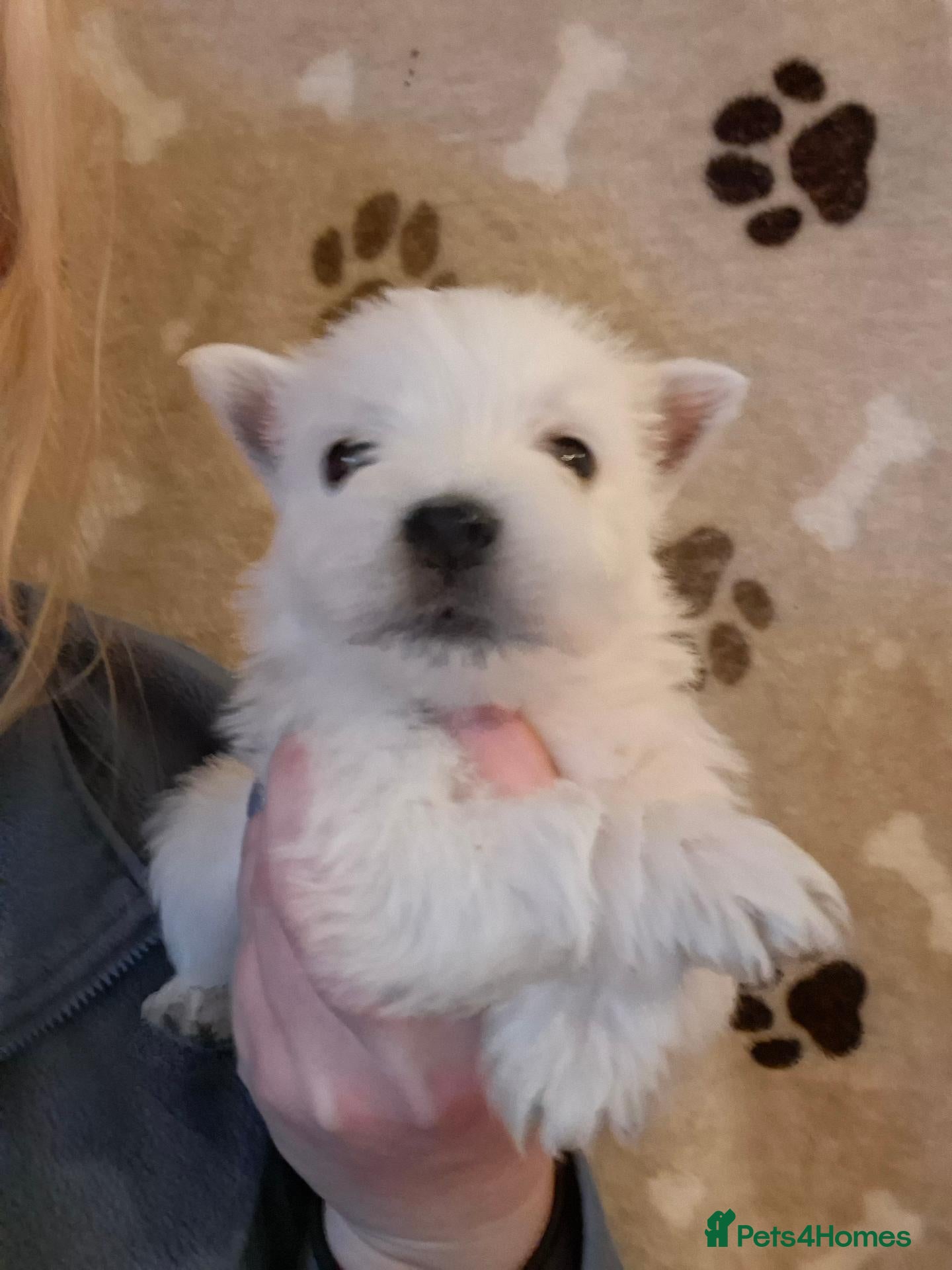 West Highland Terrier dogs Stunning West Highland Terrier Puppies - Advert 3