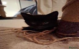 Mixed Breed cats for sale: seven funny kittens - Image 29