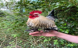 Chickens poultry for sale: Friendly Lemon Sablepoot Cockerel  - Image 2