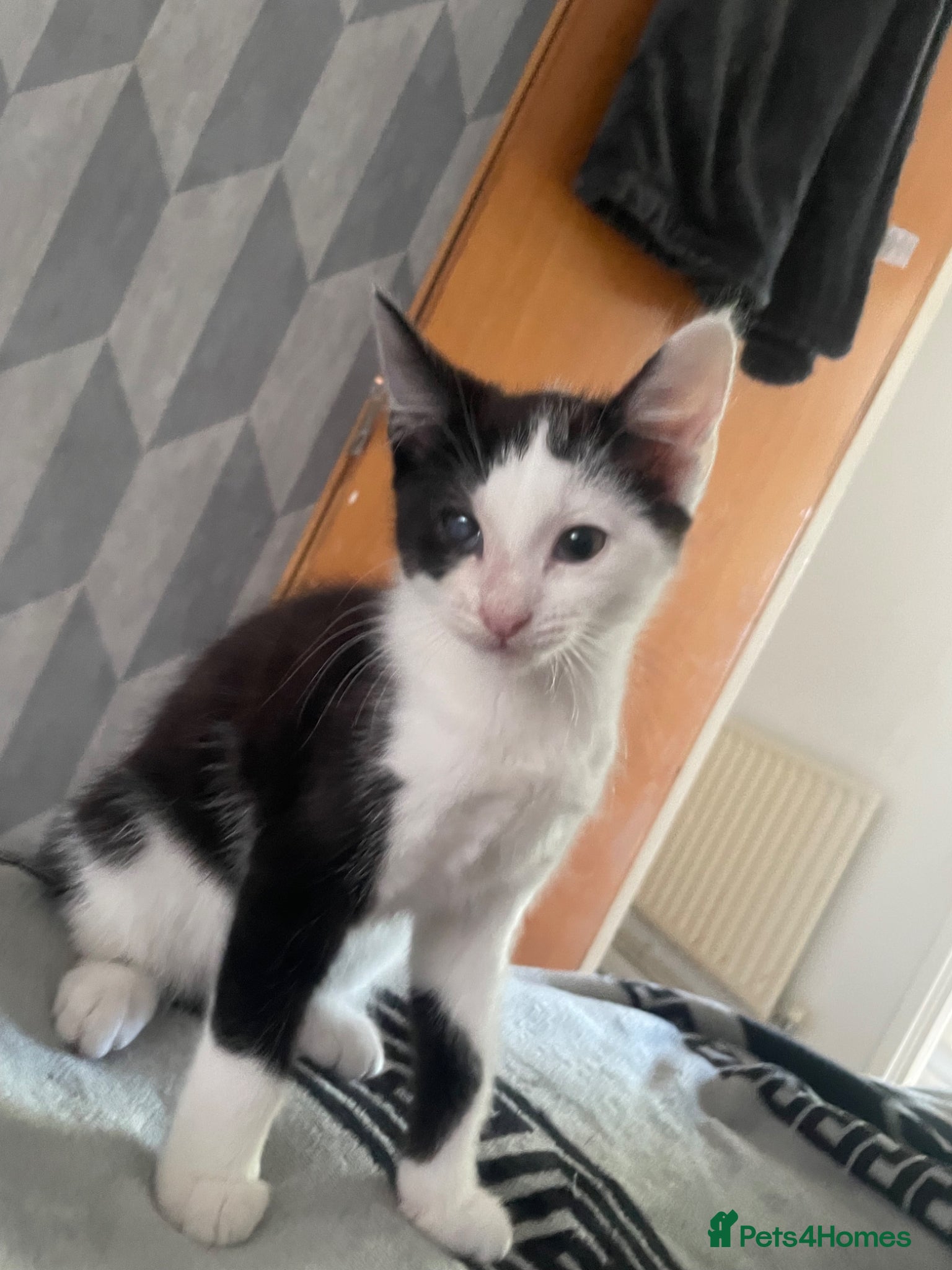 Mixed Breed cats Kitten ready to leave  - Advert 1