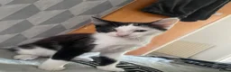 Mixed Breed cats for sale: Kitten ready to leave  - Advert 1