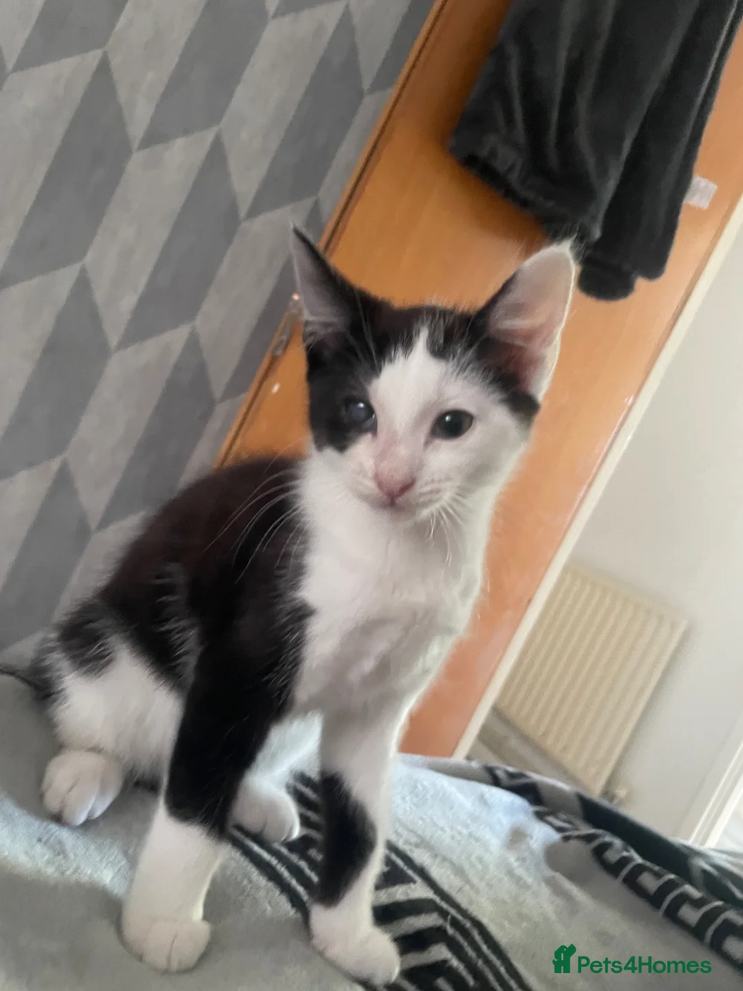 Mixed Breed cats for sale: Kitten ready to leave  - Advert 1
