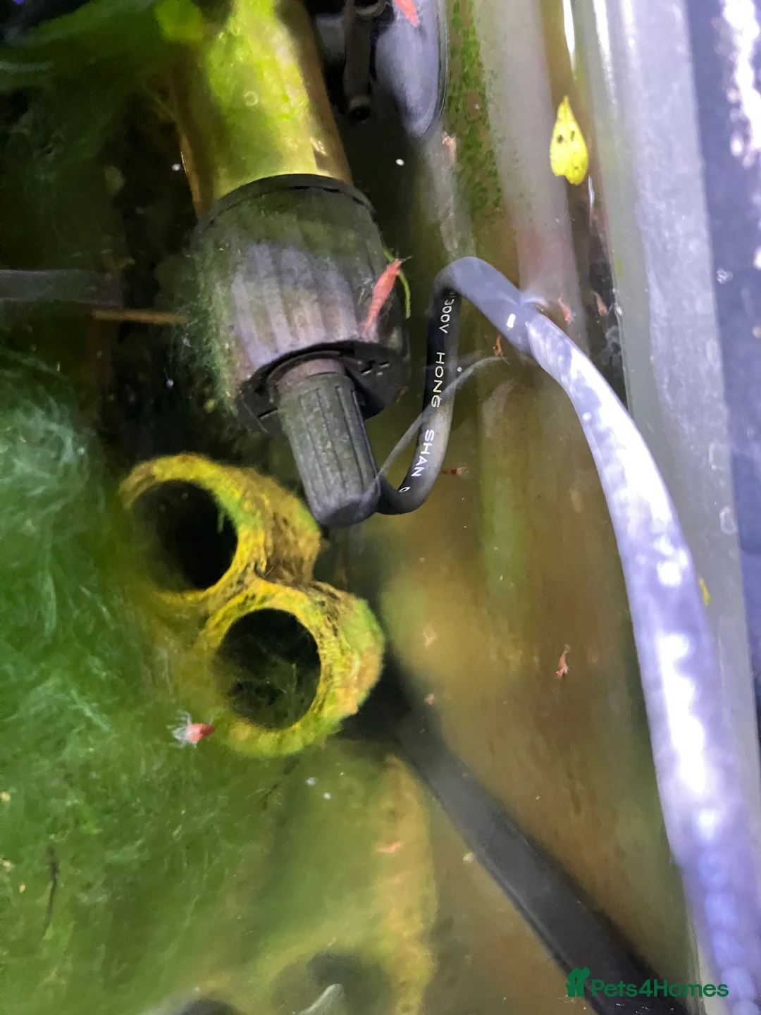 Shrimps fish for sale: Cherry shrimp - Juvenile and babies  - Advert 13