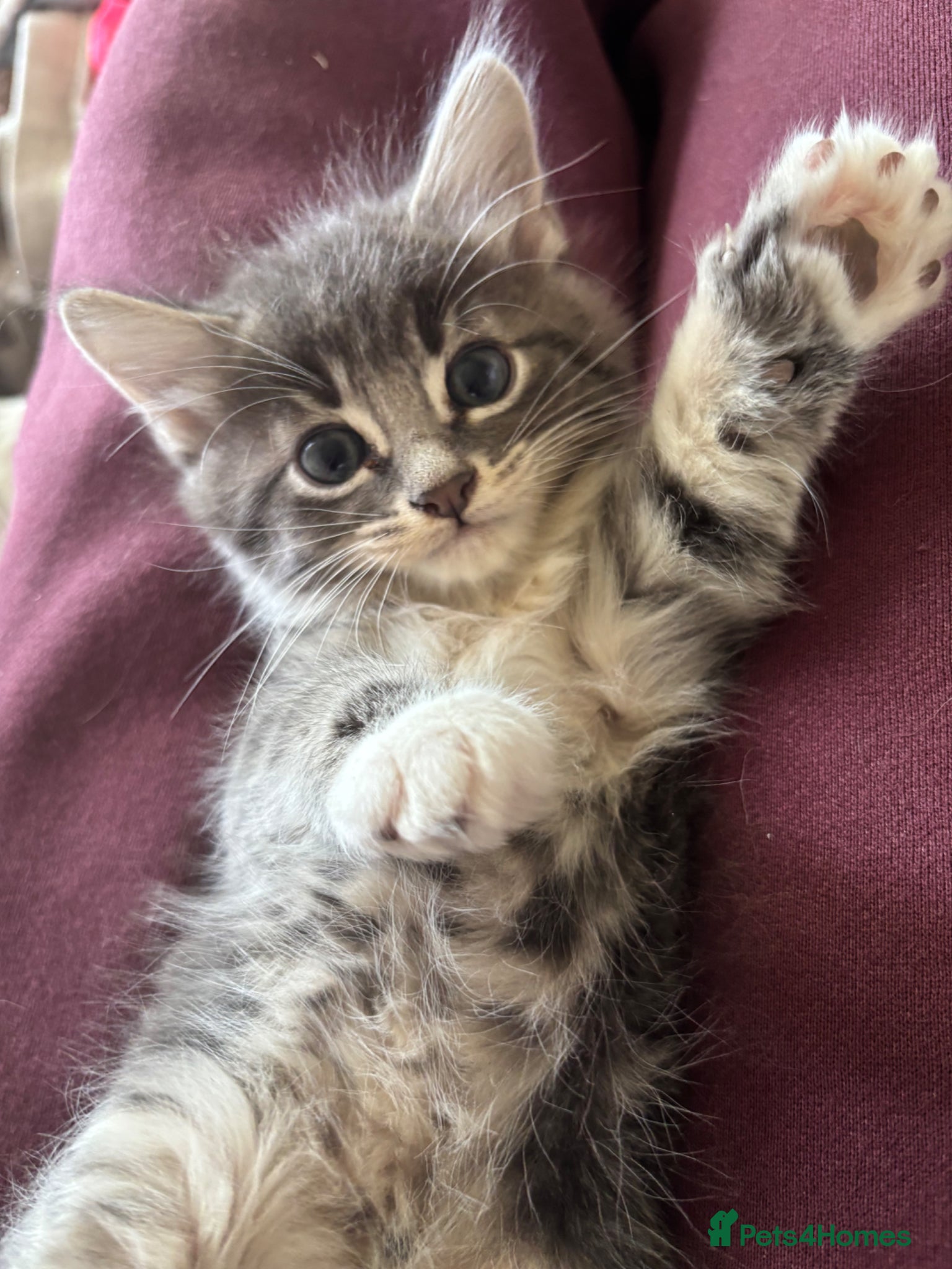 Mixed Breed cats 4 Beautiful kittens ready for new homes ✨🩷 - Advert 12