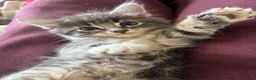 Mixed Breed cats for sale: 4 Beautiful kittens ready for new homes ✨🩷 - Advert 1