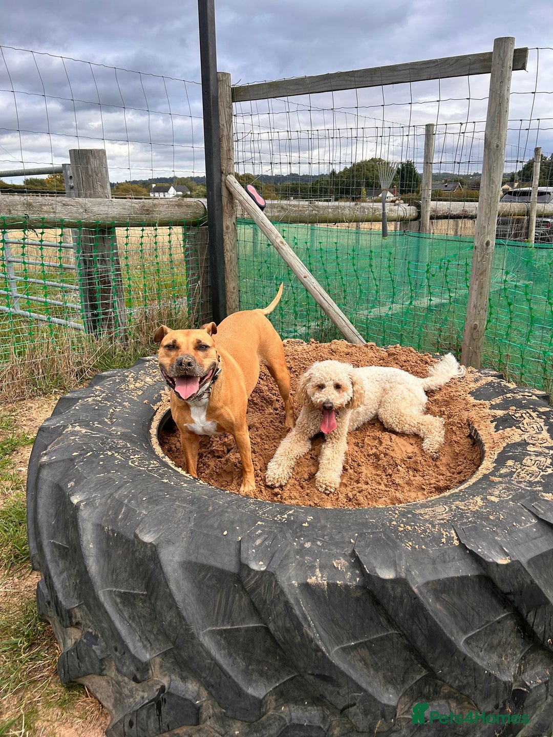 Mixed Breed dogs for sale: Rehome Bonnie  - Advert 2