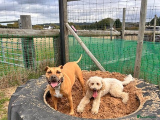 Mixed Breed dogs Rehome Bonnie - Advert 2