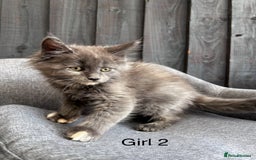 Maine Coon cats for sale: Maine coon girls - Image 10