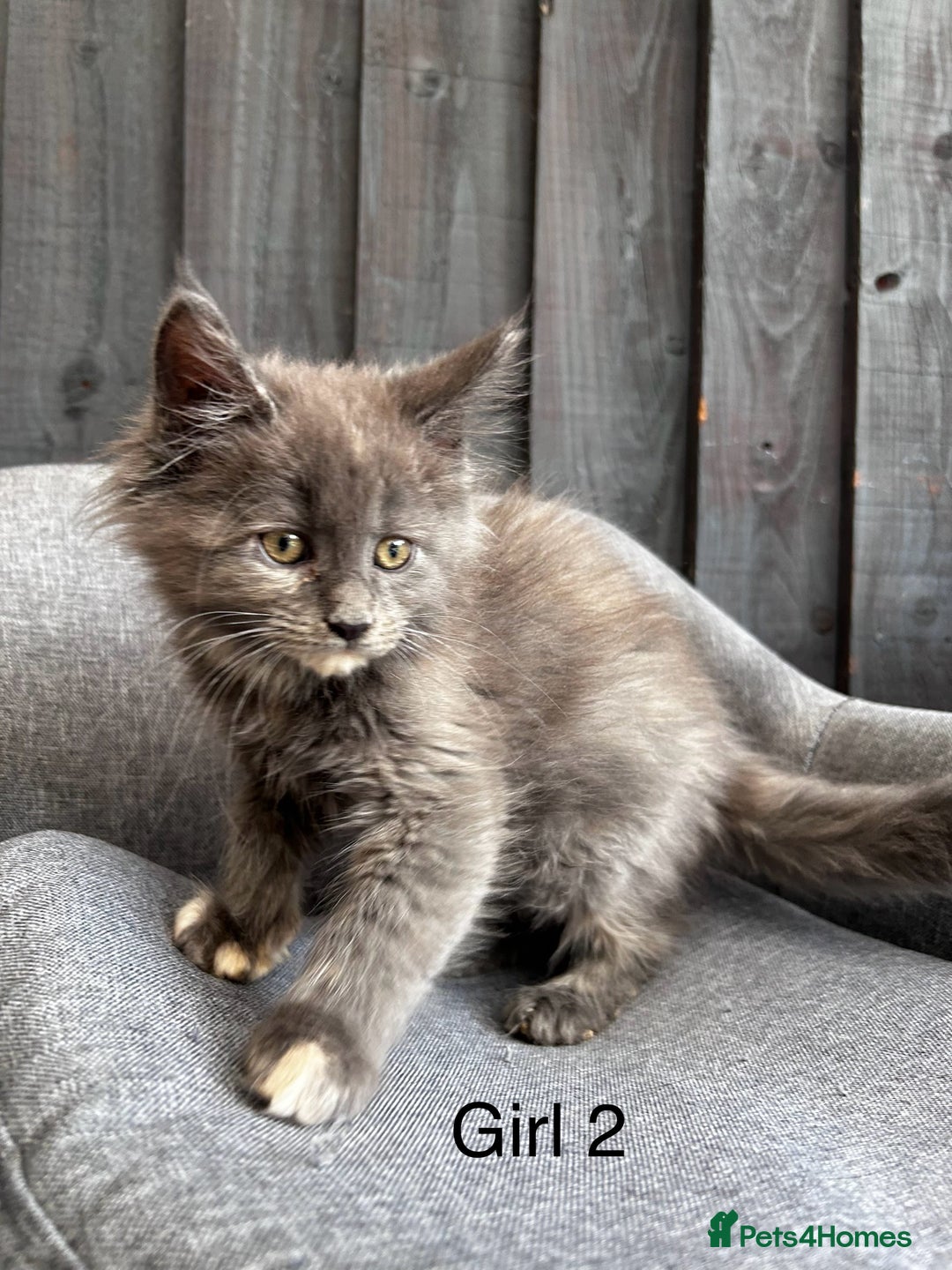 Maine Coon cats for sale: Maine coon girls - Image 10