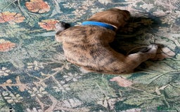 Lurcher dogs for sale: Quality Lurcher pups Deerhound/Grey Wheaten/Grey - Image 11