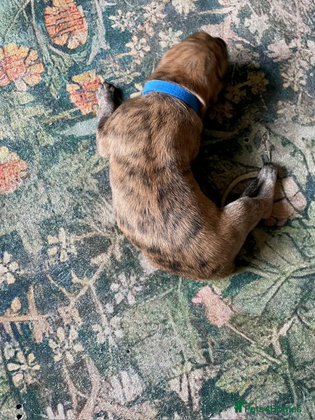Lurcher dogs for sale: Quality Lurcher pups Deerhound/Grey Wheaten/Grey - Image 11