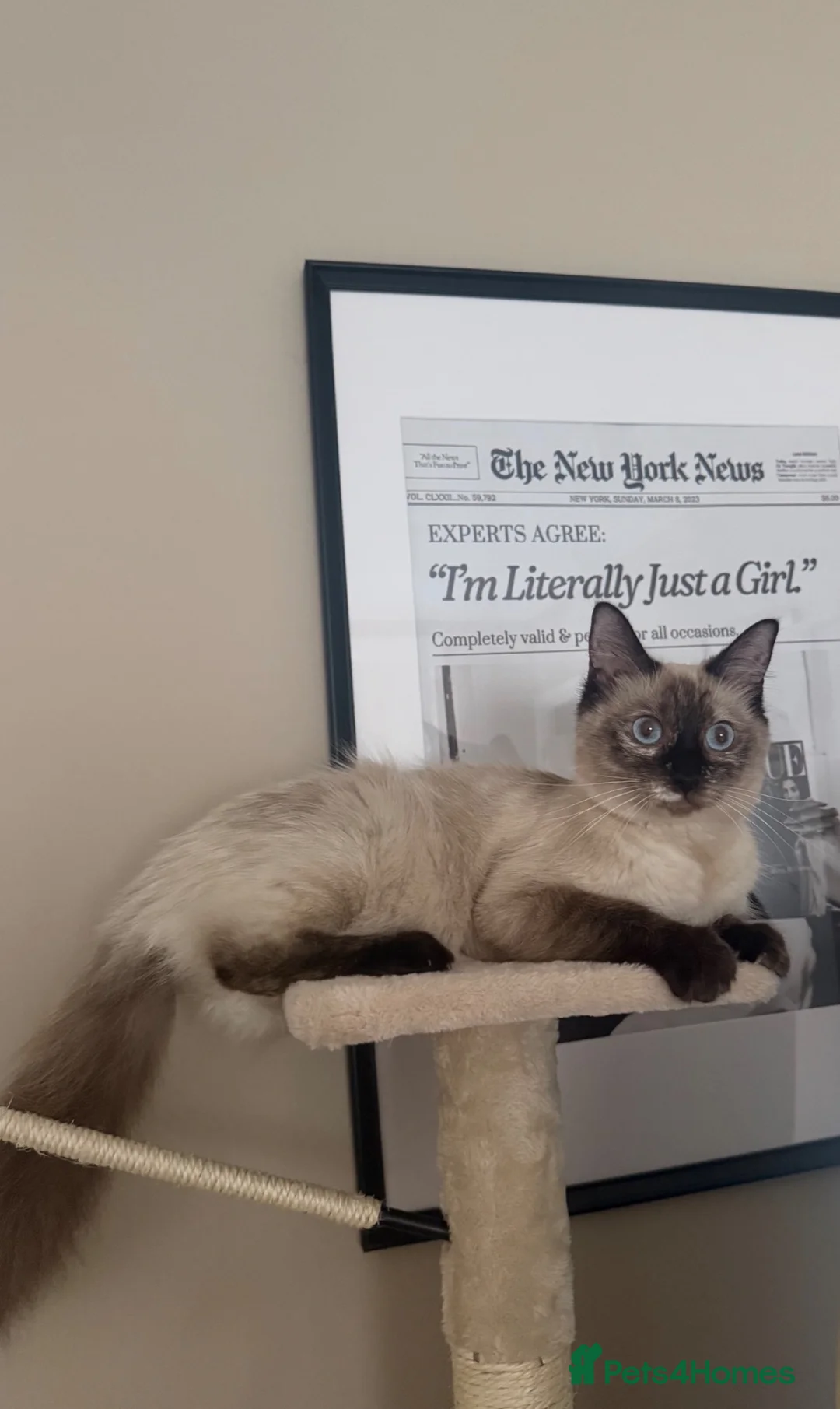 Ragdoll cats for sale: 🐾 Ragdoll Kittens – 5 Girls Available 🐾 in Dundee - Advert 2