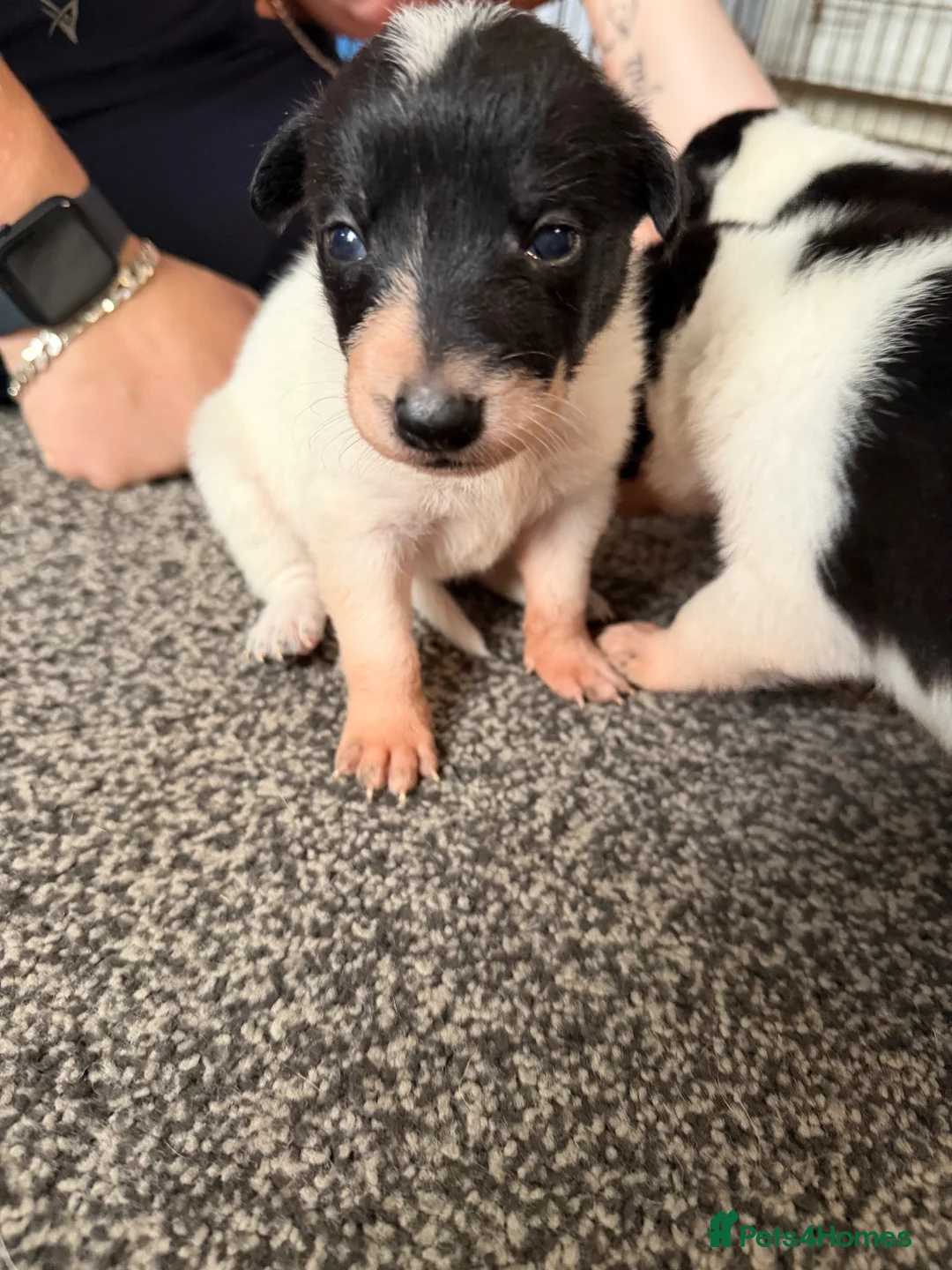 Border Collie dogs for sale: 6 amazing pups  - Advert 13