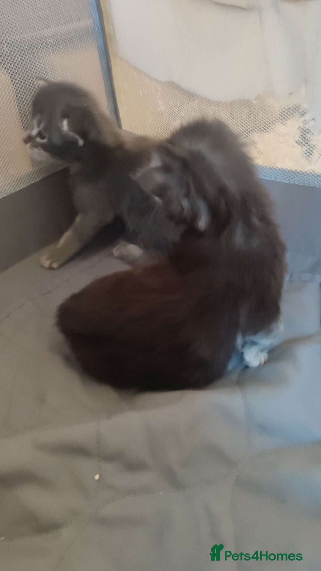 Maine Coon cats for sale: Tica Reg and fully health tested - Advert 24