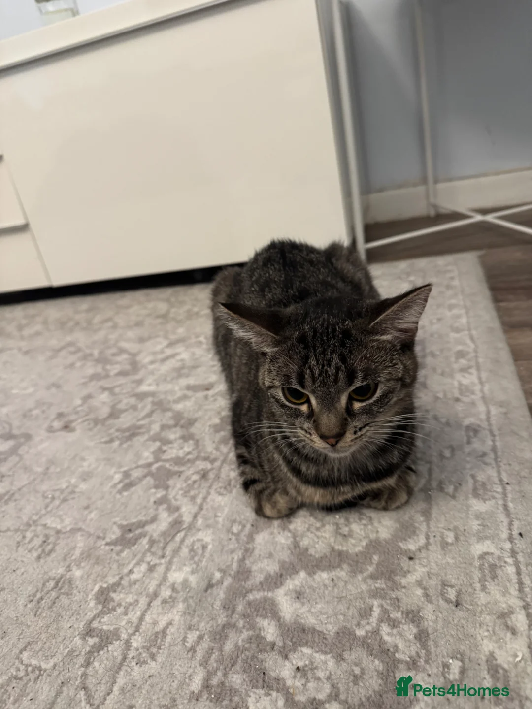 Domestic Shorthair cats for sale:     Cute Indoor cats  for Sale – Litter Trained - Advert 2