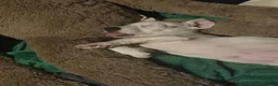 Jack Russell dogs for sale: Jack Russell | Male | SINGLETON ONLY PUP | - Advert 3