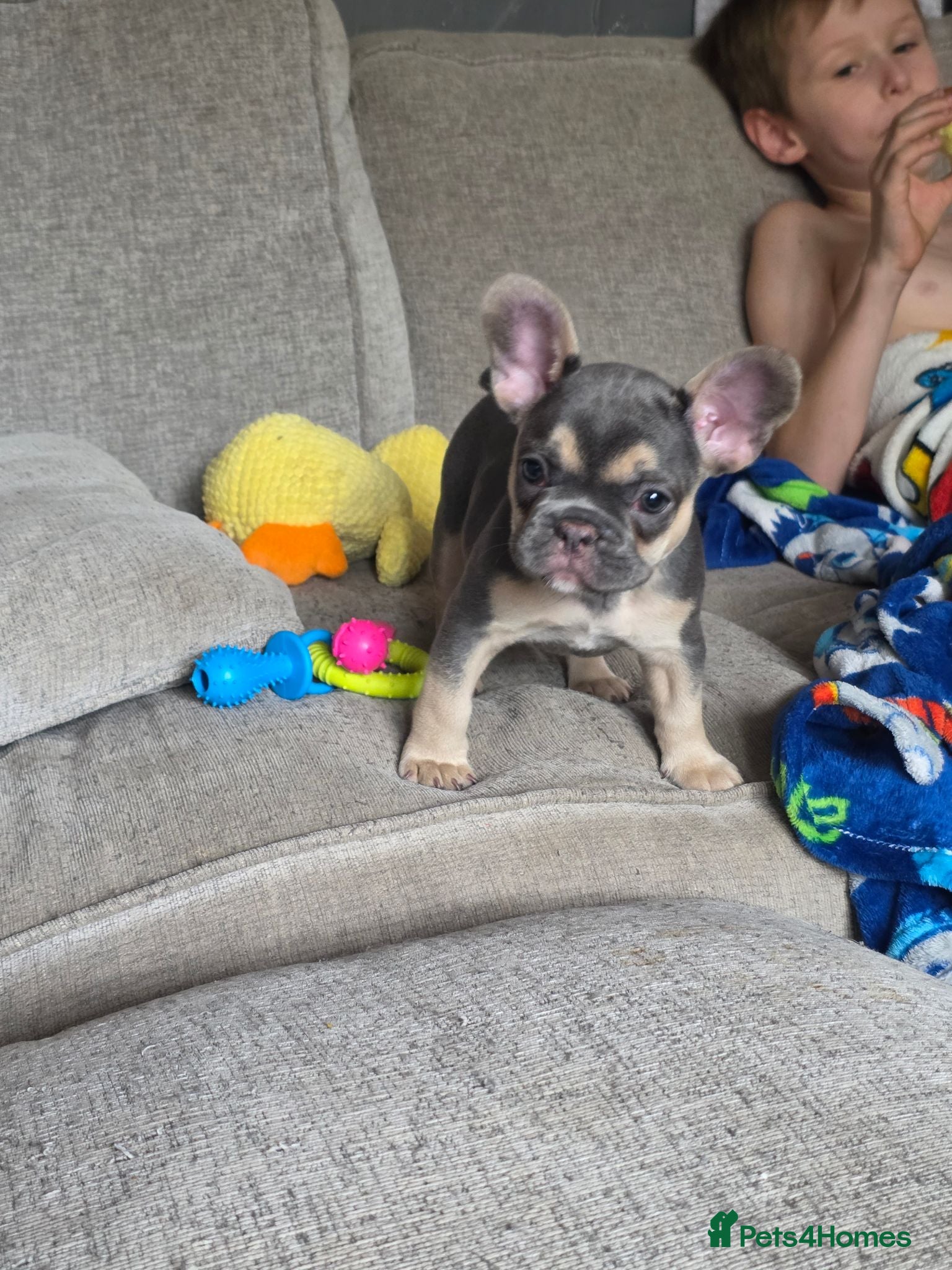 French Bulldog dogs Kc reg female French bulldog - Advert 1