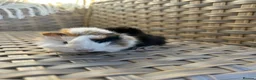 Guinea Pig rodents for sale: Handsome baby long haired male guinea pigs. - Advert 7