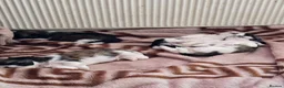 Shih Tzu dogs for sale: Hi my name is Maria  - Advert 12