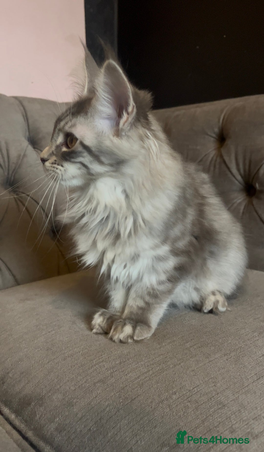 Maine Coon cats for sale: 🏆 PEDIGREE MAINE COON KITTENS GCCF 🏆  - Advert 25