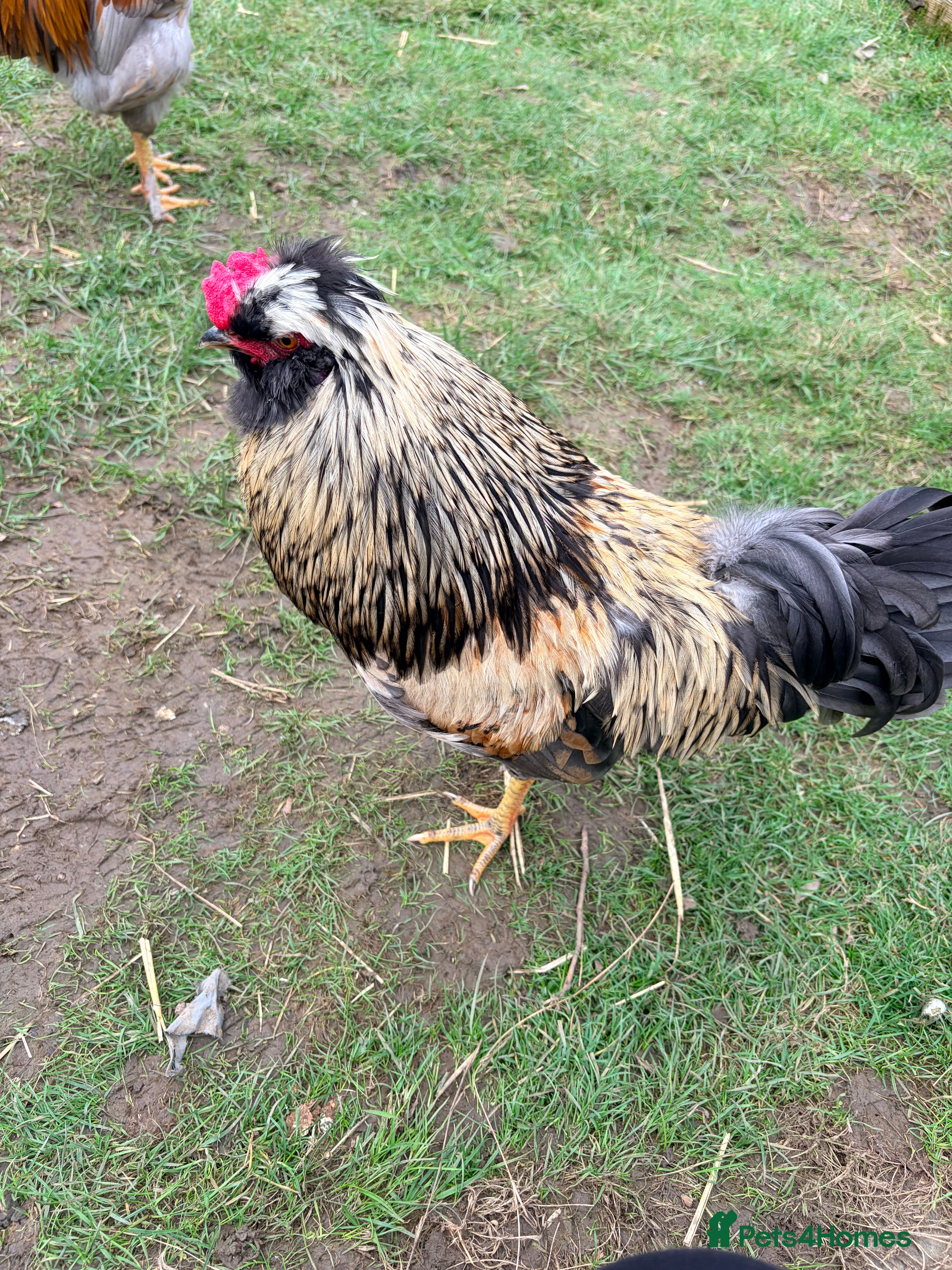 Chickens poultry Mixed size and colour cockerels  - Advert 5