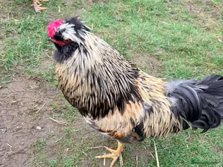 Chickens poultry Mixed size and colour cockerels - Advert 5