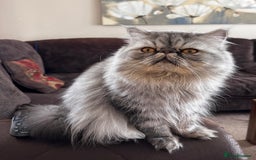 Persian cats for sale: 4 super friendly & playful Persian/Ragdoll babies - Image 18