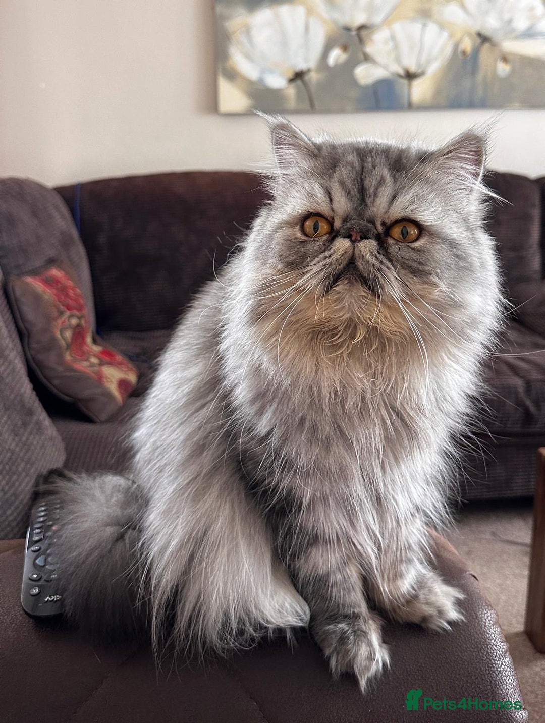 Persian cats for sale: 4 super friendly & playful Persian/Ragdoll babies - Image 18