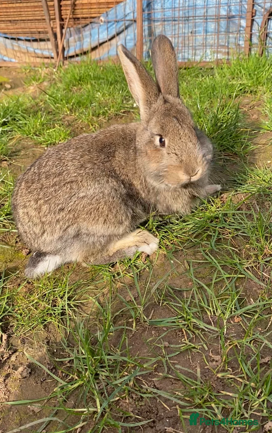 Mixed Breed rabbits for sale: Chin chilla rabbit cross French lop baby  - Advert 1