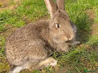 Mixed Breed rabbits Chin chilla rabbit cross French lop baby - Advert 21