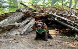 Sprocker dogs for stud: Stunning Cocker Spaniel Cross for Stud  - Image 10