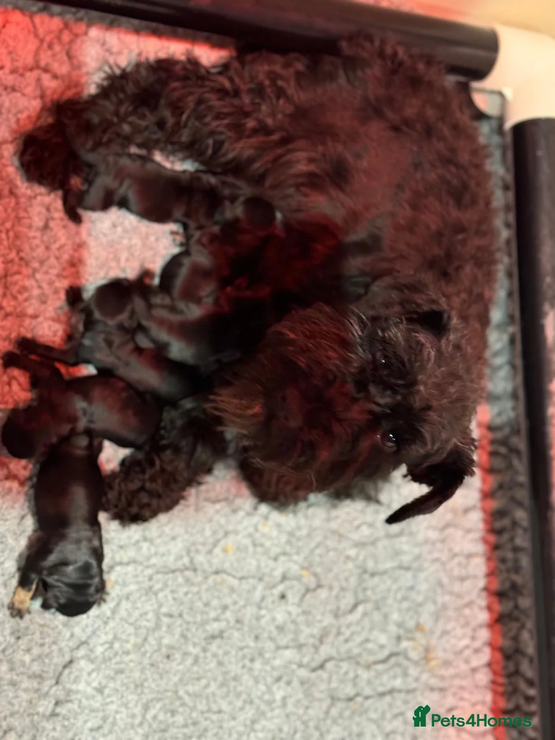 Miniature Schnauzer dogs for sale: All black mini schnauzer  - Advert 2