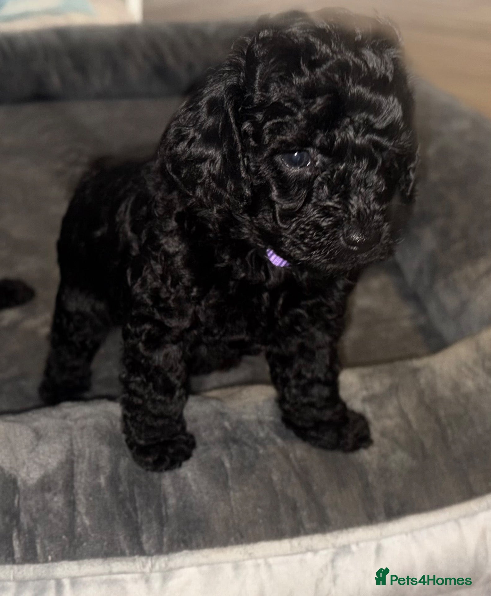 Cockapoo dogs Stop scrolling we have perfection 👇🐶 - Advert 2