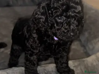 Cockapoo dogs Stop scrolling we have perfection 👇🐶 - Advert 2