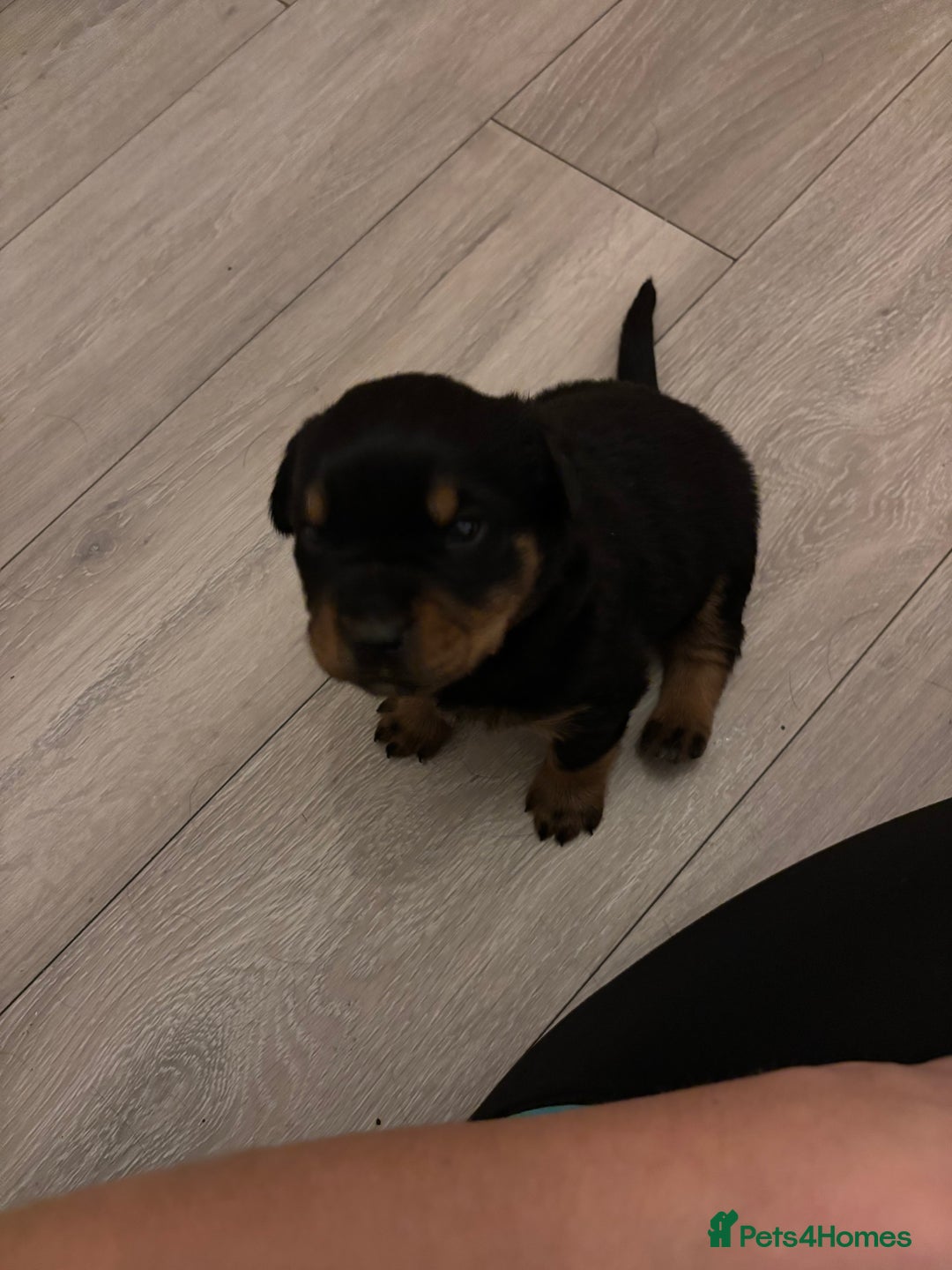 Rottweiler dogs for sale: 7 stunning chunky full breed Rottweilers  - Advert 12