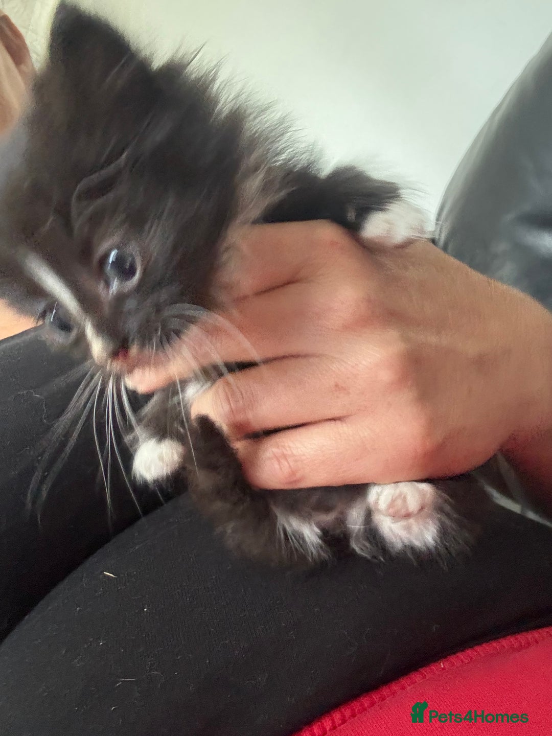 Mixed Breed cats for sale: sweet, cute kitten (Bsh X persian)  - Image 12