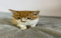 British Shorthair cats for sale: Four kittens ready to go (prices vary) - Image 2