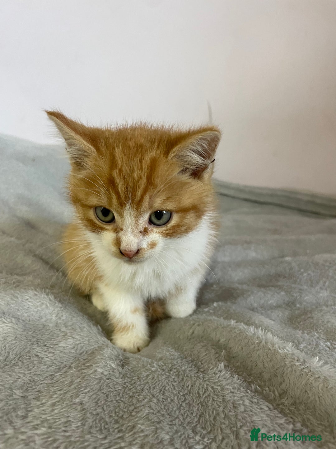 British Shorthair cats for sale: Four kittens ready to go (prices vary) - Image 2