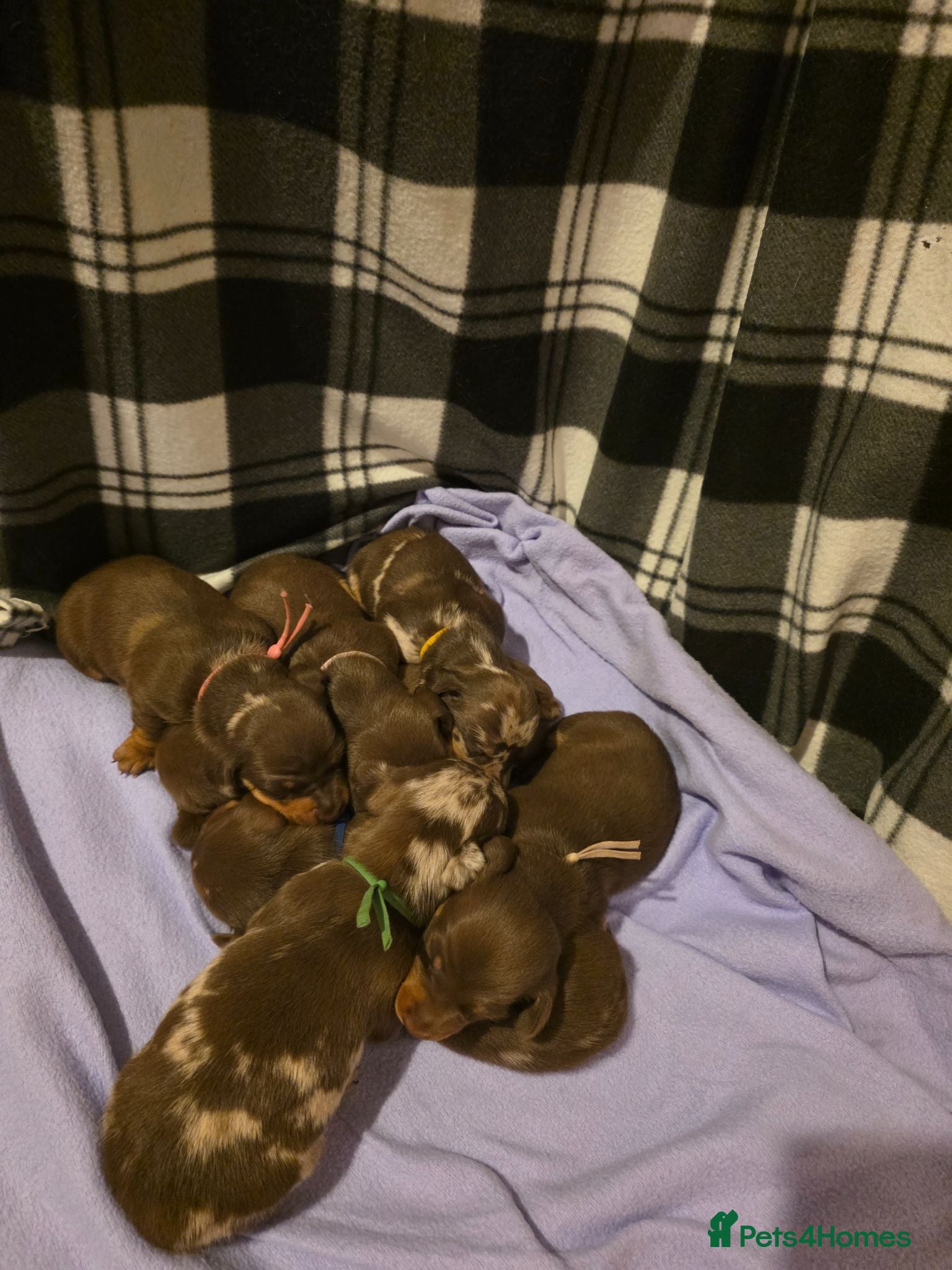 Miniature Dachshund dogs 🐾Stunning KC Reg Miniature Dachshund Puppie🐾 - Advert 18