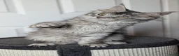 Maine Coon cats for sale: Maine coon kittens ready to leave now - Advert 7