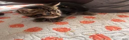 Mixed Breed cats for sale: Kittens  - Advert 30