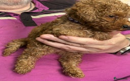 Toy Poodle dogs for sale: Red toy poodle - Image 15