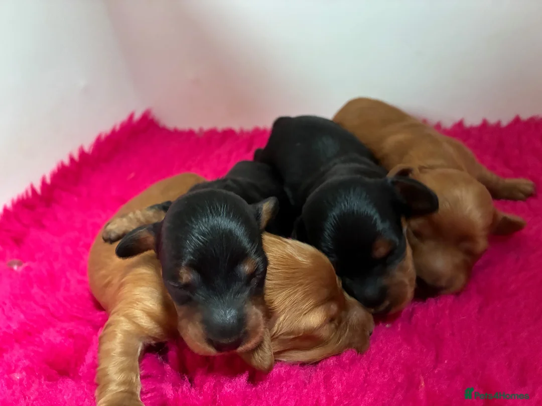 Miniature Dachshund dogs for sale: Brothers & sisters  to Crufts Best Puppy Dog 2025 - Advert 26
