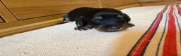 Miniature Dachshund dogs for sale: KC Long Haired Miniature Dachshund Puppies - Advert 36