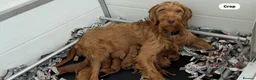 Hungarian Vizsla dogs for sale: Beautiful Hungarian wirehaired vizslas  in Southampton - Advert 2