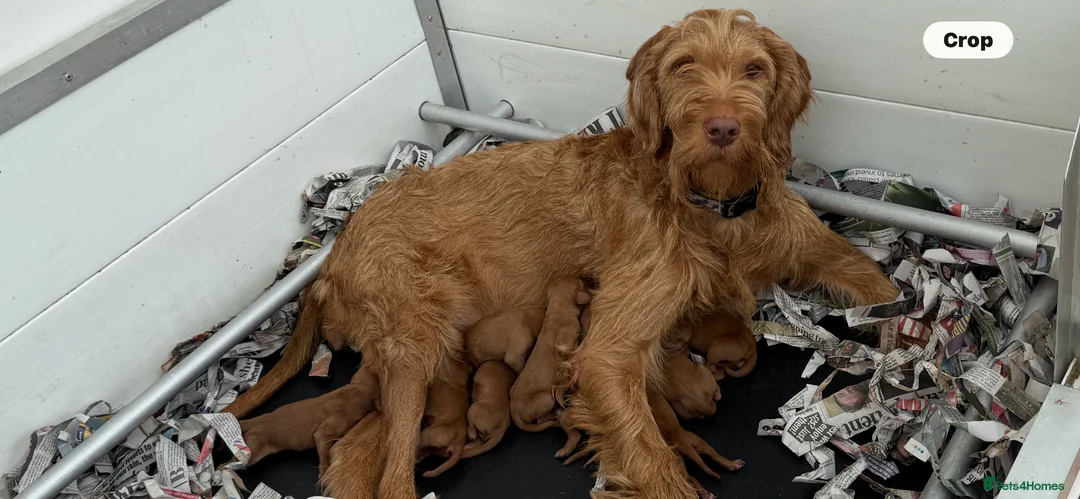 Hungarian Vizsla dogs for sale: Beautiful Hungarian wirehaired vizslas  in Southampton - Advert 2